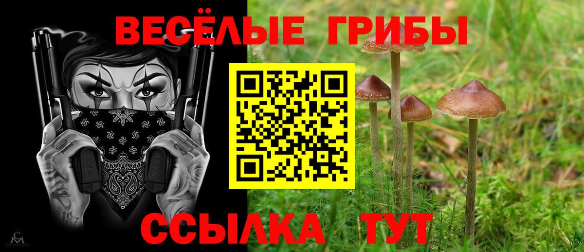 Галлюциногенные грибы Cubensis Новокубанск
